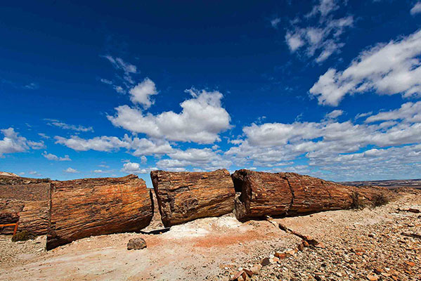 Bosque Petrificado