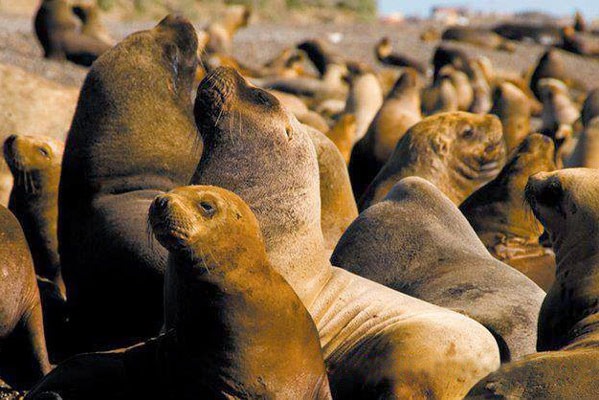 Grupo de lobos marinos