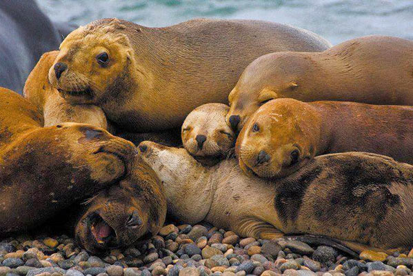 Grupo de lobos marinos